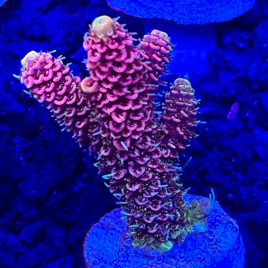 C4-G01-M10 || KFC Solomon Island Millepora SPS Frag WYSIWYG