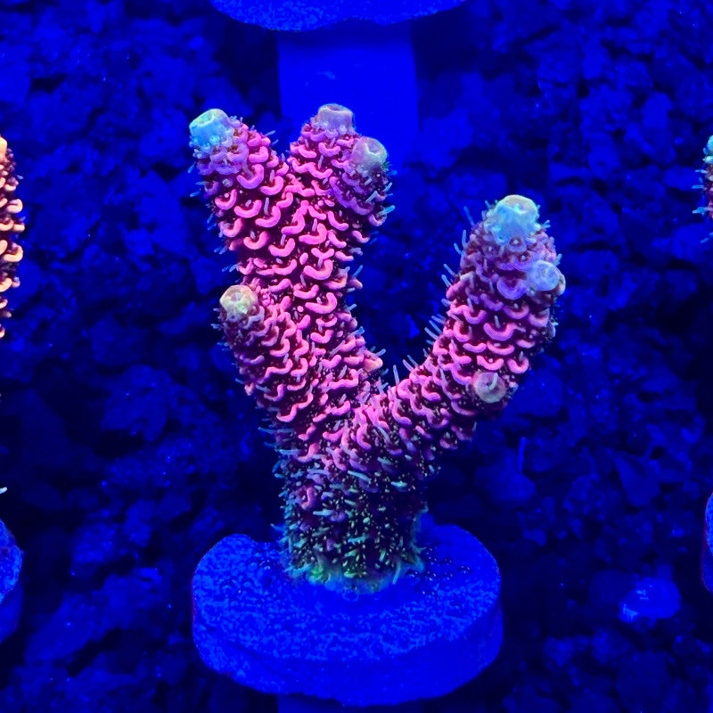C4-G02-M10 || KFC Solomon Island Millepora SPS Frag WYSIWYG