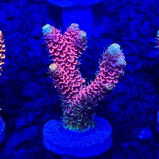 C4-G02-M10 || KFC Solomon Island Millepora SPS Frag WYSIWYG