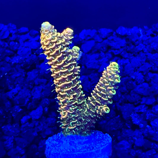 C4-G03-M10 || KFC Solomon Island Millepora SPS Frag WYSIWYG