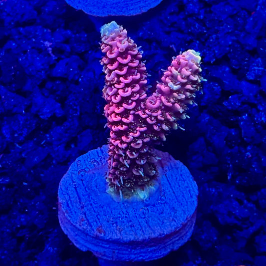 C4-G05-M10 || KFC Solomon Island Millepora SPS Frag WYSIWYG