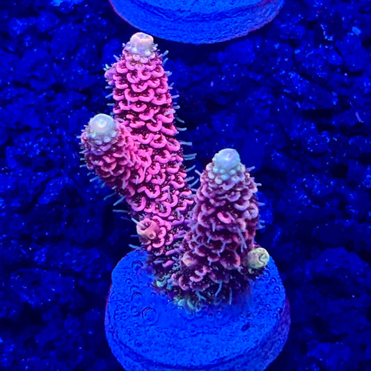 C4-G06-M10 || KFC Solomon Island Millepora SPS Frag WYSIWYG