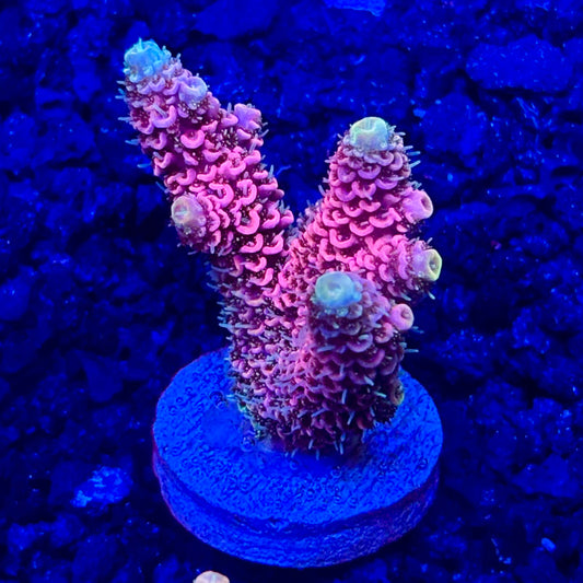 C4-G07-M10 || KFC Solomon Island Millepora SPS Frag WYSIWYG