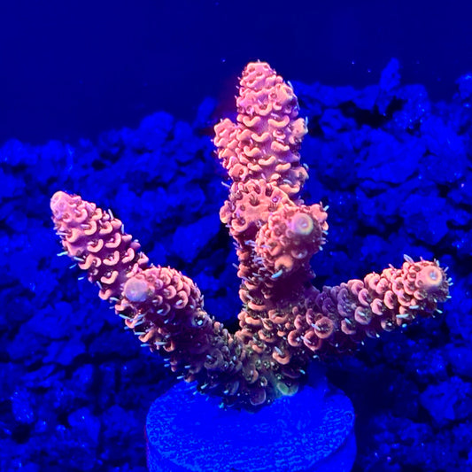 C4-H01-M10 || KFC Solomon Island Millepora SPS Frag WYSIWYG