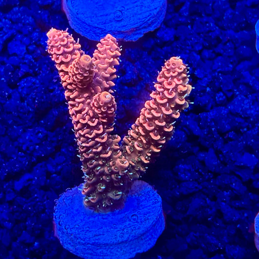 C4-H02-M10 || KFC Solomon Island Millepora SPS Frag WYSIWYG