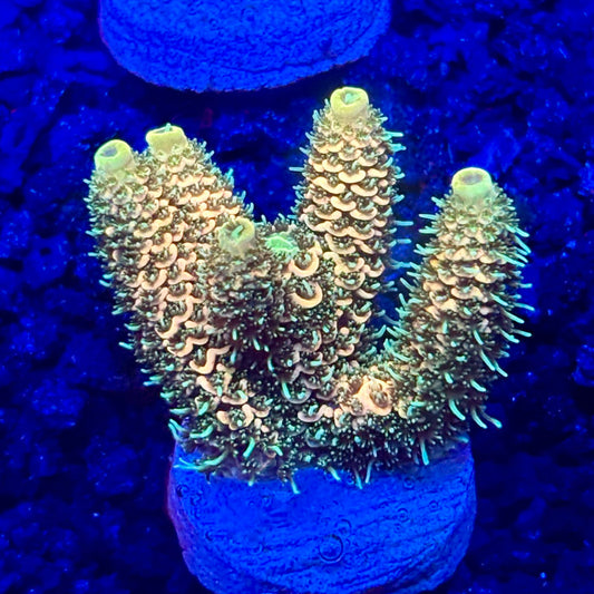 C4-H03-M10 || KFC Solomon Island Millepora SPS Frag WYSIWYG