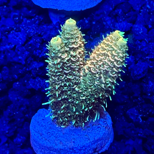 C4-H04-M10 || KFC Solomon Island Millepora SPS Frag WYSIWYG