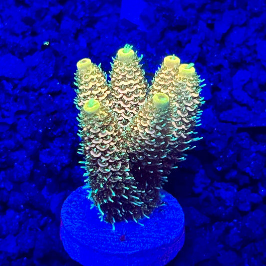 C4-H05-M10 || KFC Solomon Island Millepora SPS Frag WYSIWYG