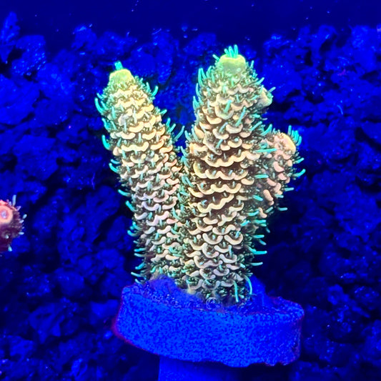 C4-H06-M10 || KFC Solomon Island Millepora SPS Frag WYSIWYG
