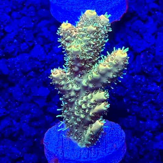 C4-H07-M10 || KFC Solomon Island Millepora SPS Frag WYSIWYG