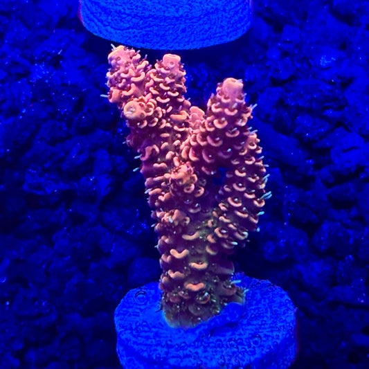 C4-I01-M10 || KFC Solomon Island Millepora SPS Frag WYSIWYG