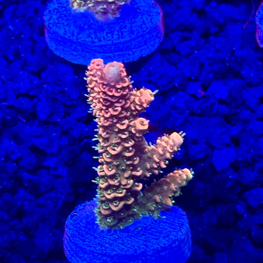 C4-I02-M10 || KFC Solomon Island Millepora SPS Frag WYSIWYG