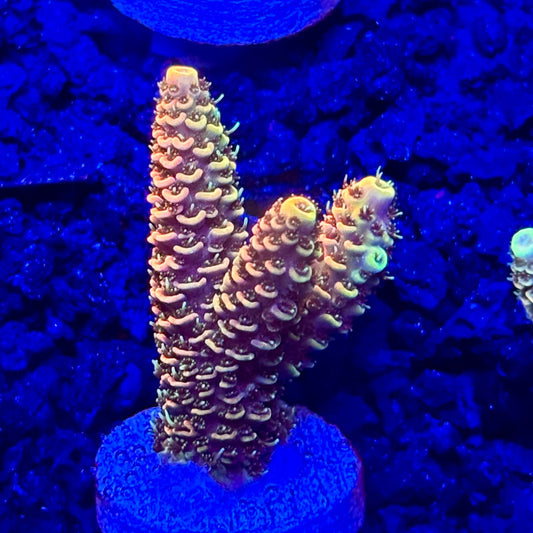 C4-I03-M10 || KFC Solomon Island Millepora SPS Frag WYSIWYG