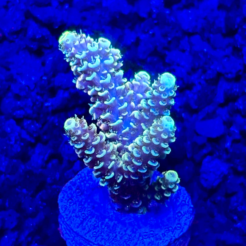 C4-I04-M10 || KFC Solomon Island Millepora SPS Frag WYSIWYG