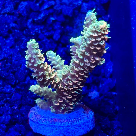 C4-I05-M10 || KFC Solomon Island Millepora SPS Frag WYSIWYG
