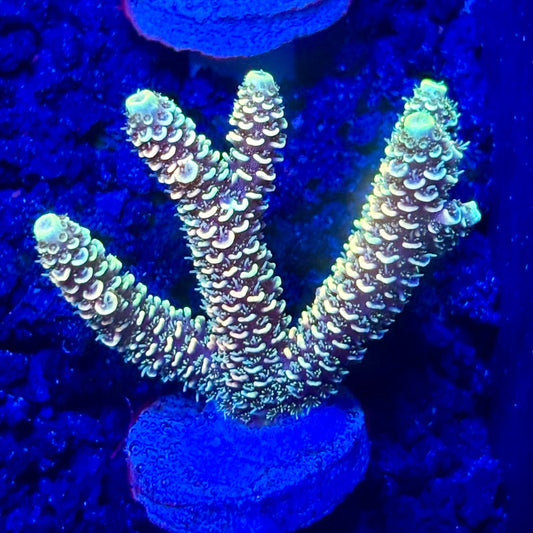 C4-I06-M10 || KFC Solomon Island Millepora SPS Frag WYSIWYG