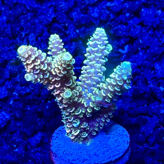 C4-I07-M10 || KFC Solomon Island Millepora SPS Frag WYSIWYG