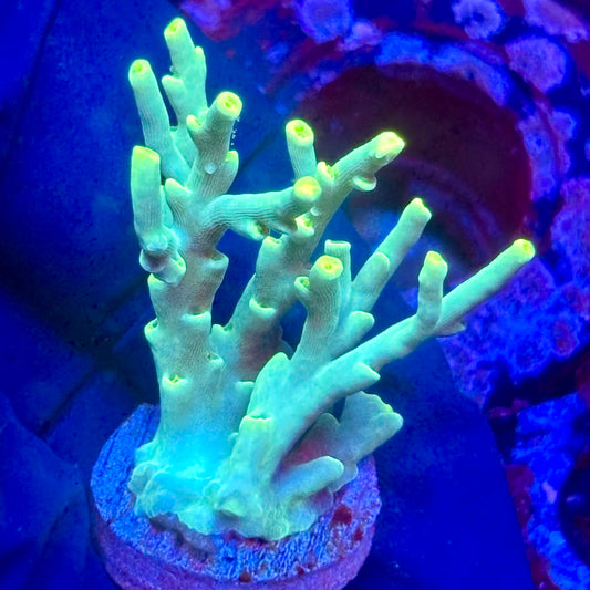 K5-D01-M10 || KFC Malaysian Speciosa SPS Frag WYSIWYG