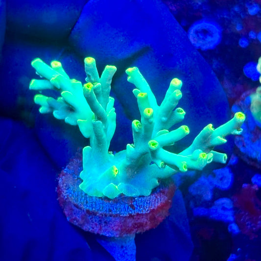 K5-D02-M10 || KFC Malaysian Speciosa SPS Frag WYSIWYG