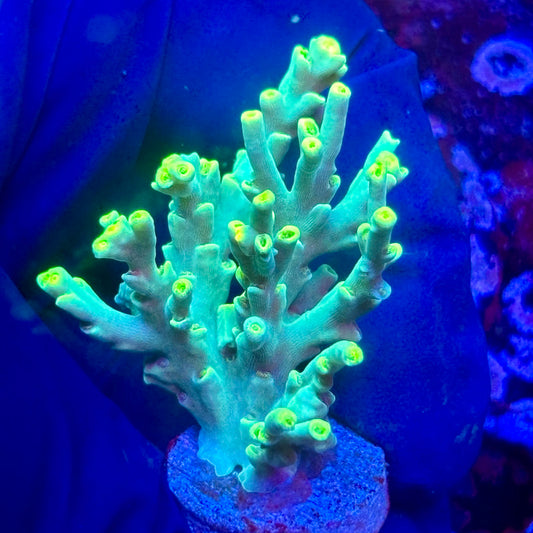 K5-D03-M10 || KFC Malaysian Speciosa SPS Frag WYSIWYG