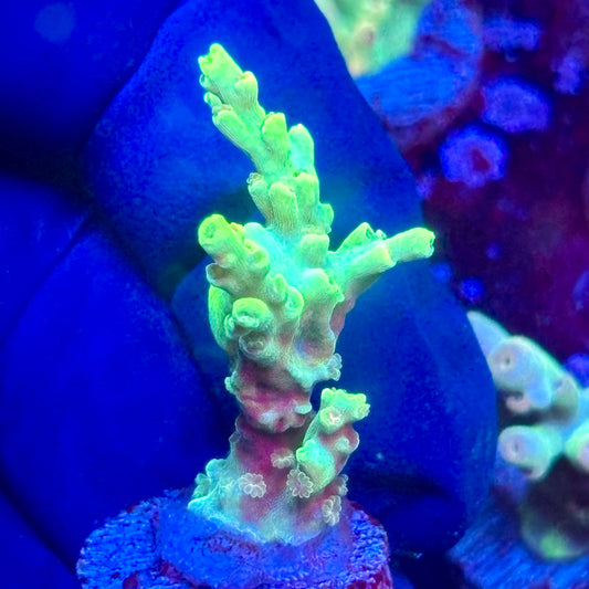 K5-D04-M10 || KFC Malaysian Speciosa SPS Frag WYSIWYG
