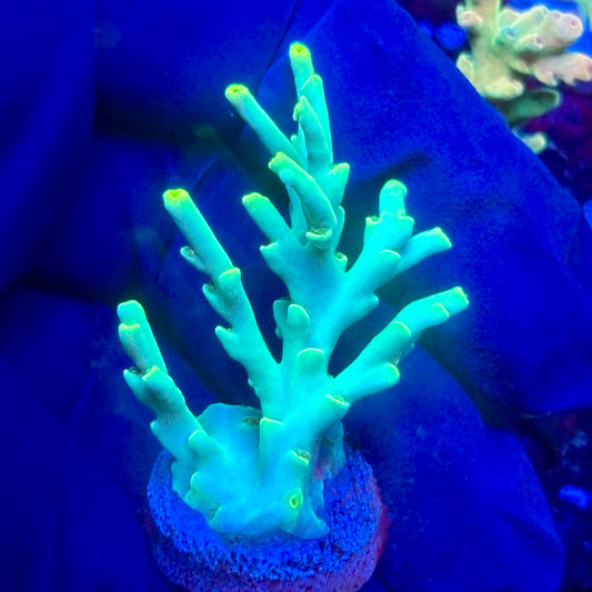 K5-D06-M10 || KFC Malaysian Speciosa SPS Frag WYSIWYG