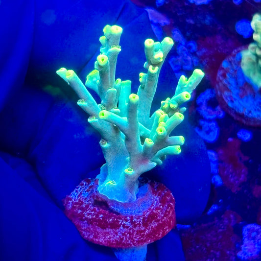 K5-D07-M10 || KFC Malaysian Speciosa SPS Frag WYSIWYG