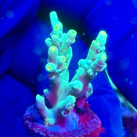 K5-E05-M10 || KFC Malaysian Speciosa SPS Frag WYSIWYG