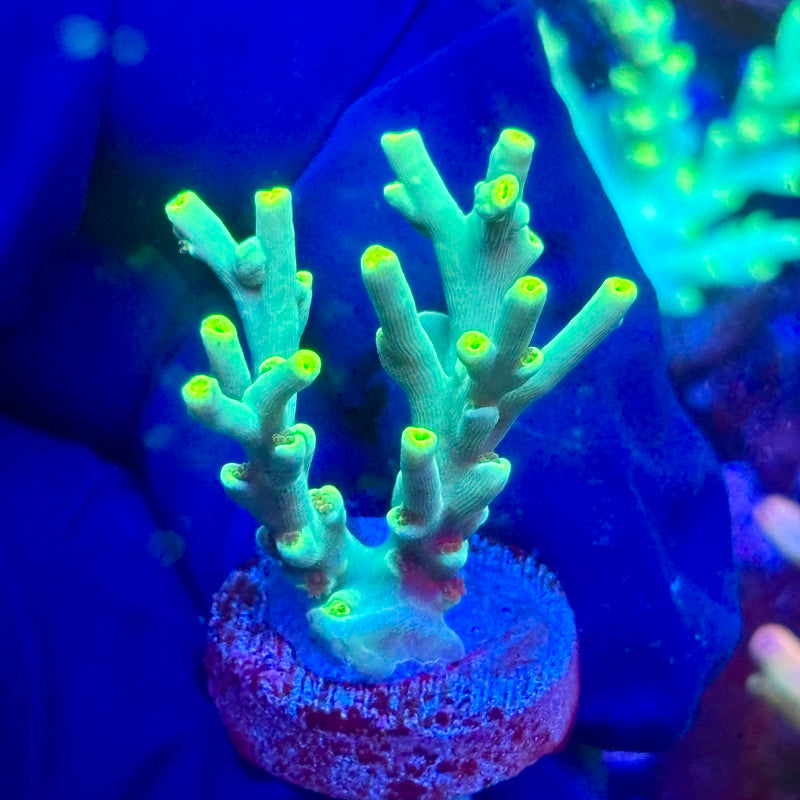 K5-F01-M10 || KFC Malaysian Speciosa SPS Frag WYSIWYG