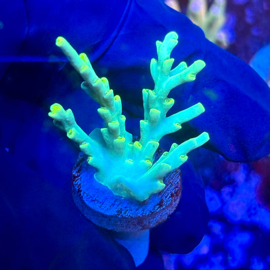 K5-F02-M10 || KFC Malaysian Speciosa SPS Frag WYSIWYG