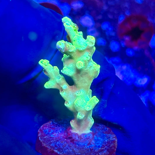 K5-F03-M10 || KFC Malaysian Speciosa SPS Frag WYSIWYG