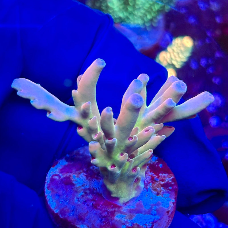 K5-G05-M10 || KFC Malaysian Smooth Skin SPS Frag WYSIWYG