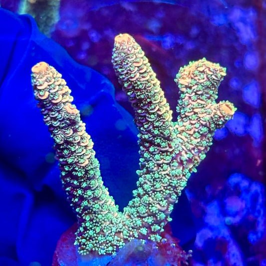 K5-I01-M10 || KFC Malaysian Millepora SPS Frag WYSIWYG