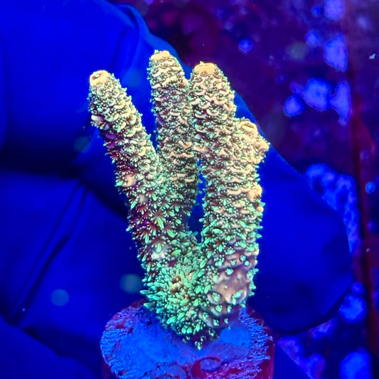 K5-I03-M10 || KFC Malaysian Millepora SPS Frag WYSIWYG