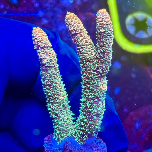 K5-I04-M10 || KFC Malaysian Millepora SPS Frag WYSIWYG