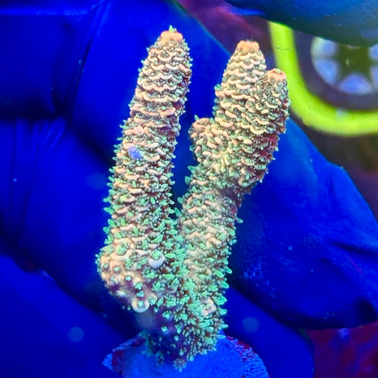 K5-I05-M10 || KFC Malaysian Millepora SPS Frag WYSIWYG