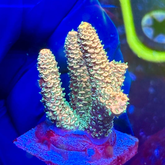 K5-I06-M10 || KFC Malaysian Millepora SPS Frag WYSIWYG