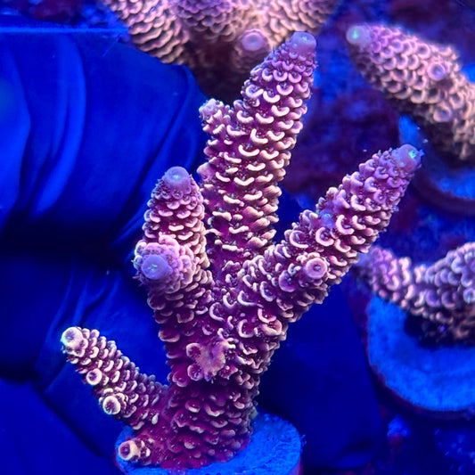 Y3-A01-M10 || KFC Solomon Island Millepora SPS Frag WYSIWYG