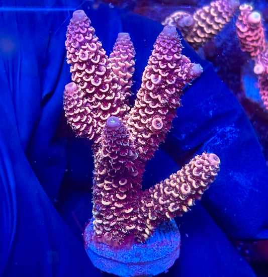 Y3-A02-M10 || KFC Solomon Island Millepora SPS Frag WYSIWYG