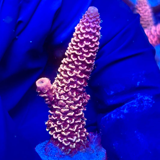 Y3-A03-M10 || KFC Solomon Island Millepora SPS Frag WYSIWYG