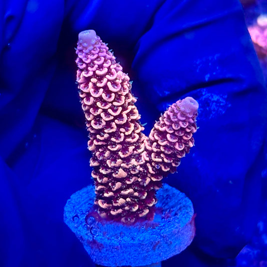 Y3-A04-M10 || KFC Solomon Island Millepora SPS Frag WYSIWYG