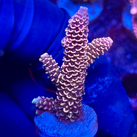 Y3-A05-M10 || KFC Solomon Island Millepora SPS Frag WYSIWYG