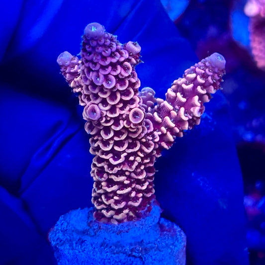Y3-A06-M10 || KFC Solomon Island Millepora SPS Frag WYSIWYG