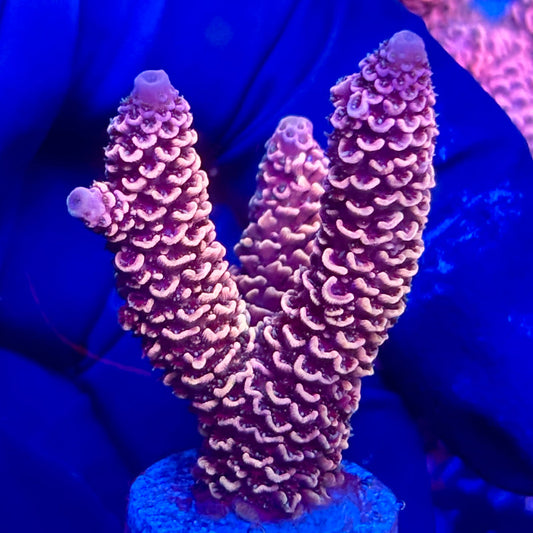 Y3-A07-M10 || KFC Solomon Island Millepora SPS Frag WYSIWYG