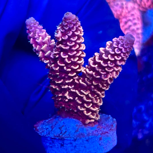 Y3-B01-M10 || KFC Solomon Island Millepora SPS Frag WYSIWYG
