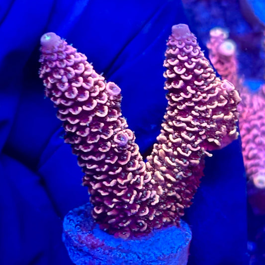 Y3-B02-M10 || KFC Solomon Island Millepora SPS Frag WYSIWYG