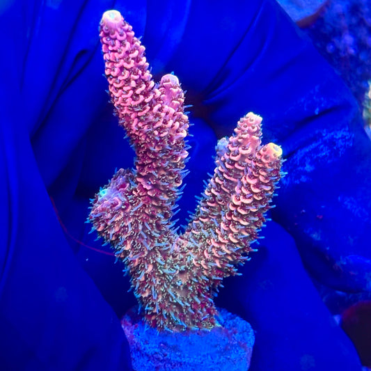 Y3-B03-M10 || KFC Solomon Island Millepora SPS Frag WYSIWYG