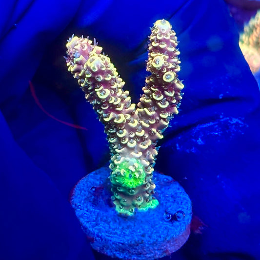 Y3-B04-M10 || KFC Solomon Island Millepora SPS Frag WYSIWYG