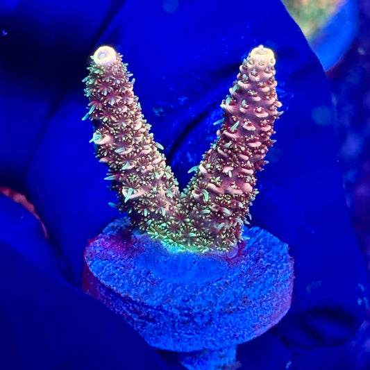 Y3-B05-M10 || KFC Solomon Island Millepora SPS Frag WYSIWYG