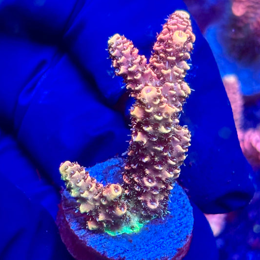 Y3-B06-M10 || KFC Solomon Island Millepora SPS Frag WYSIWYG